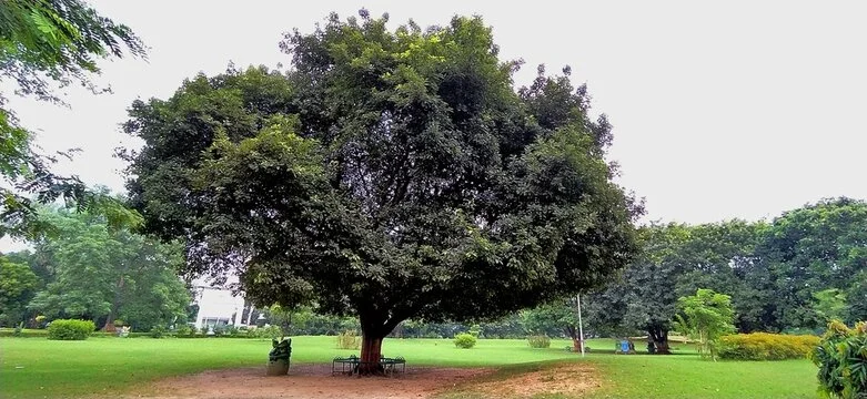 Arjun (Terminalia arjuna)