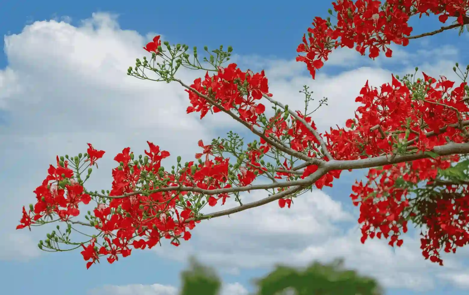 Gulmohar (Delonix regia)