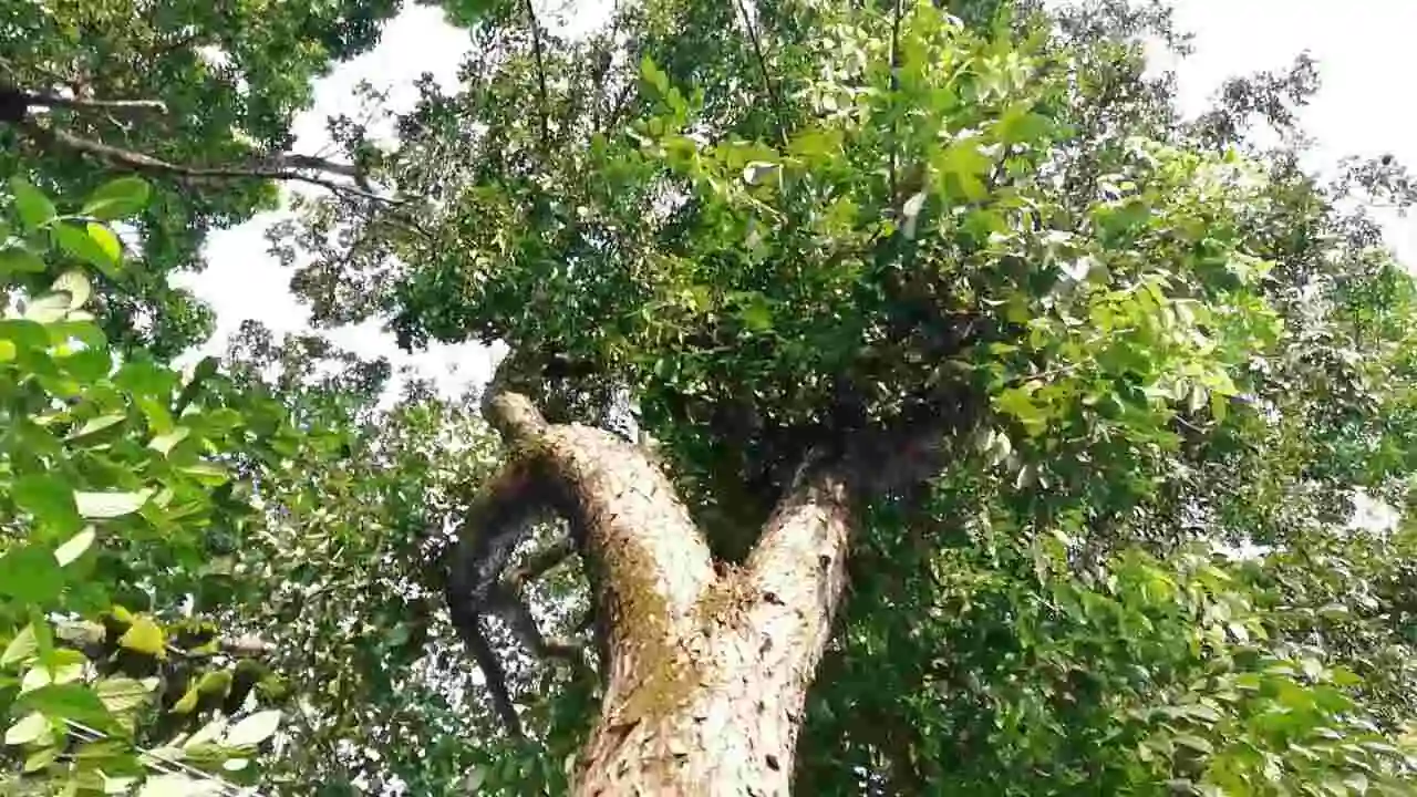 Indian Mahogany (Swietenia mahagoni)
