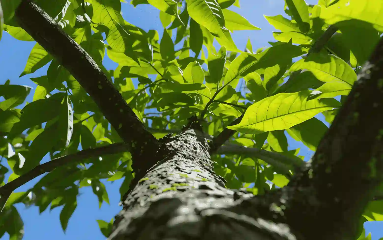 Neem (Azadirachta indica)