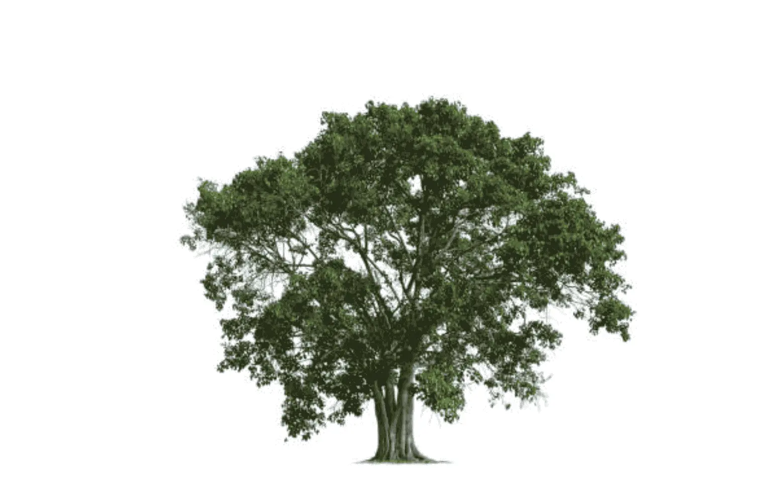 Peepal (Ficus religiosa)
