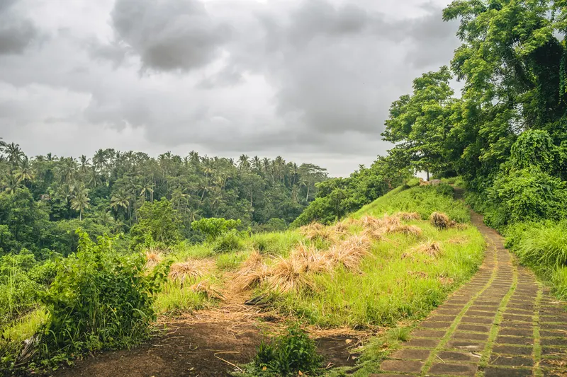 Agroforestry